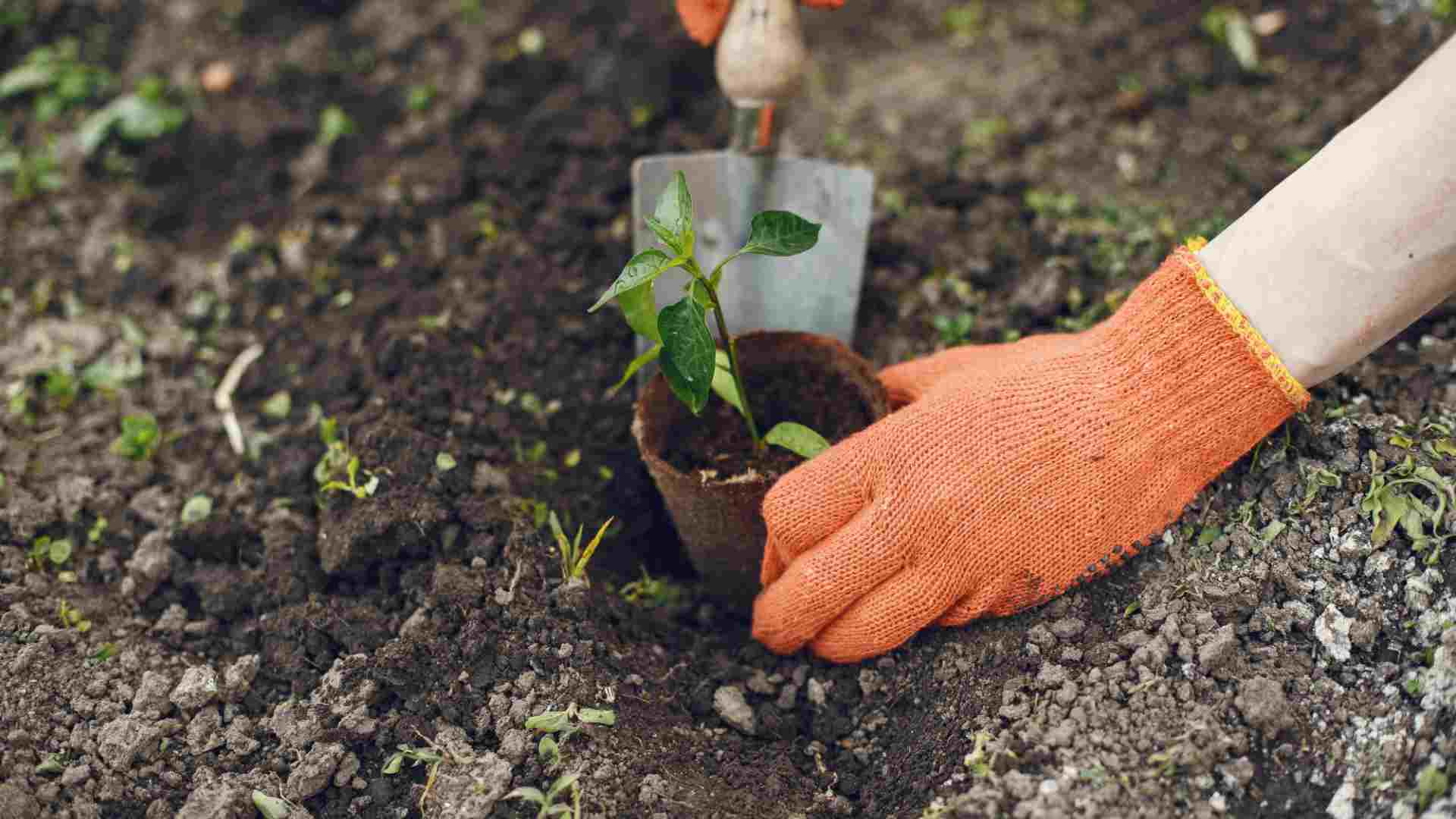 seasonal-planting seasonal-planting